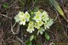 Primula vulgaris